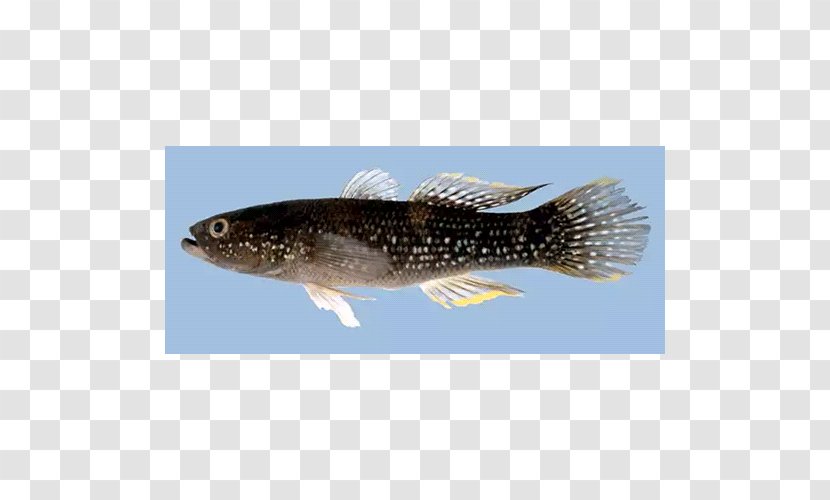 Sardine Fauna - Organism - Fin Transparent PNG