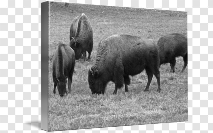 Bison Cattle Fauna Grazing Bull - Terrestrial Animal - Black And White Transparent PNG