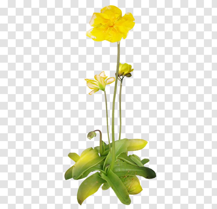 Flower Clip Art - Plant - Amber Transparent PNG