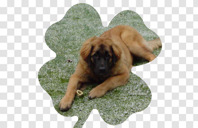 Dog Breed Leonberger Estrela Mountain Puppy Rare (dog) - Group Transparent PNG