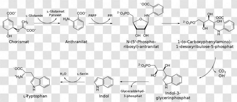 Tryptophan Shikimate Pathway Biosynthesis Chorismic Acid Chemical Synthesis - Tree - Silhouette Transparent PNG
