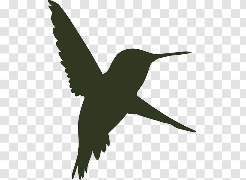 Beak Bird Wing Wildlife Feather Transparent PNG