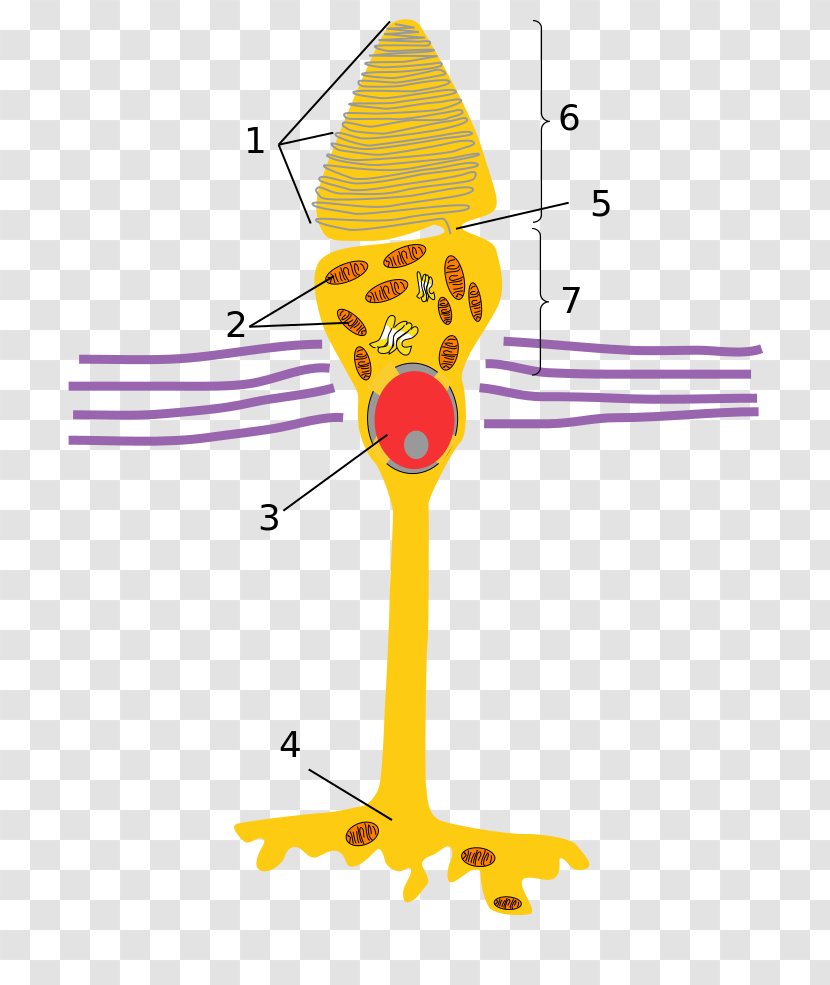 Light Cone Cell Photoreceptor Rod Retina - Color Transparent PNG