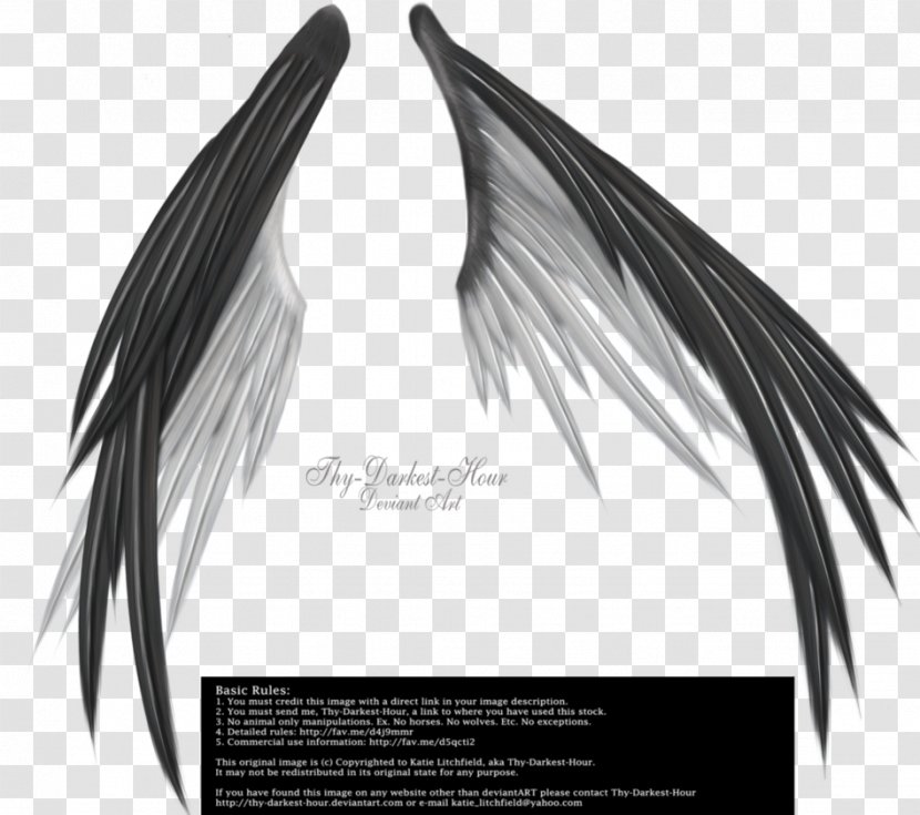 Wing Information - Supernatural Creature - Darker Than Black Transparent PNG