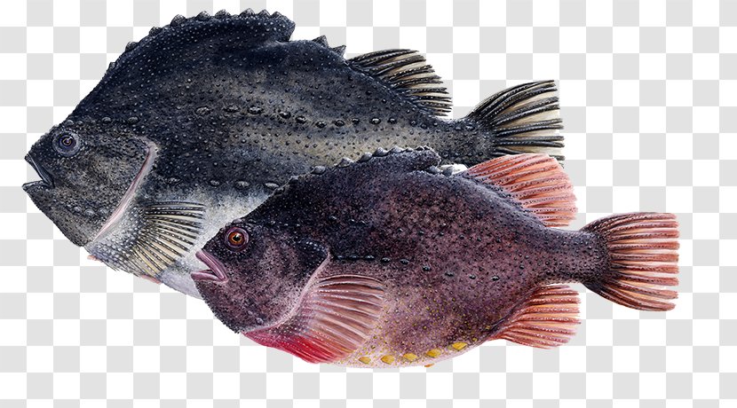 Cyclopterus Lumpus Seafood Iceland Tilapia Fish - Animal Source Foods Transparent PNG
