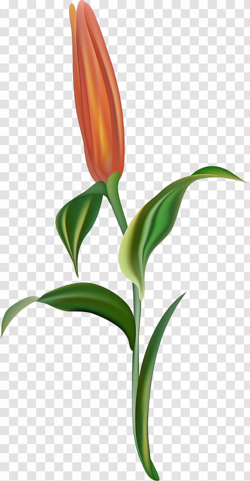 Flower Plant Leaf Stem Tulip - Pedicel - Terrestrial Transparent PNG