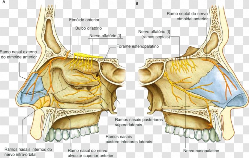 Nasal Cavity Anterior Ethmoidal Nerve Nose Trigeminal - Silhouette Transparent PNG