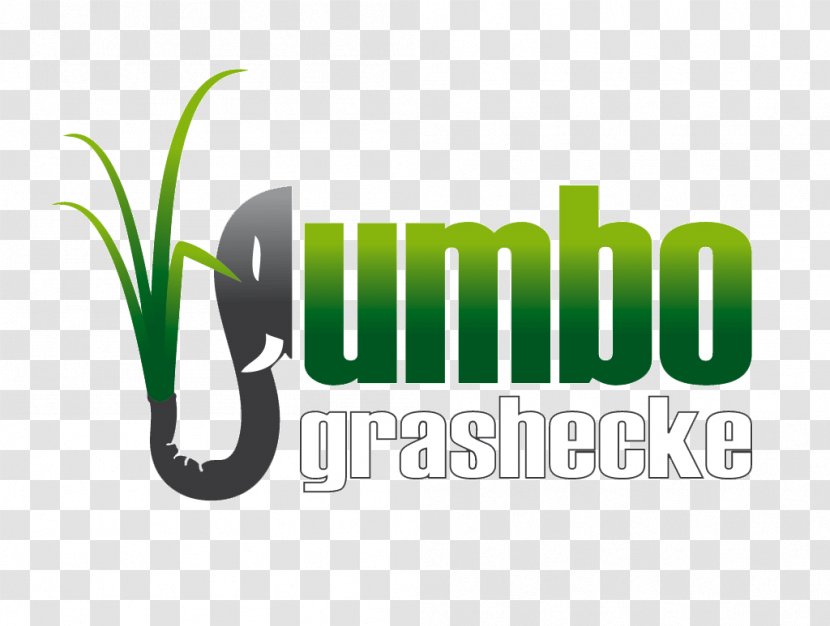Garden Jumbograshecke Napier Grass Horticulture - Silvergrass - Miscanthus Transparent PNG