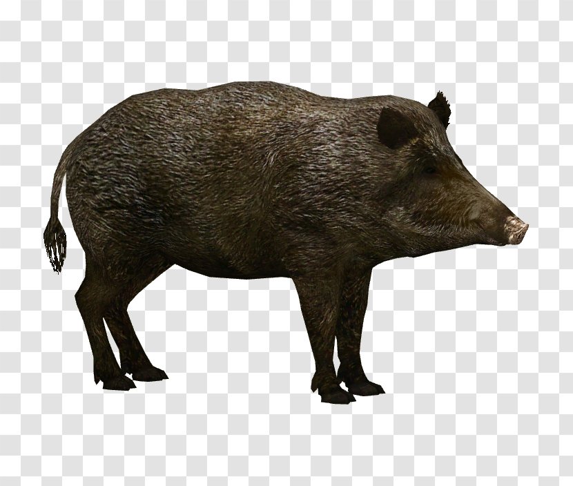 Wild Boar Wildlife Clip Art - American Bison - And Free Transparent PNG