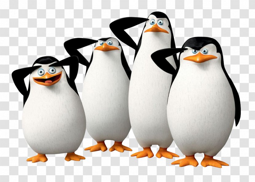 Kowalski Penguin Madagascar DreamWorks Wallpaper - Penguins Of Transparent PNG