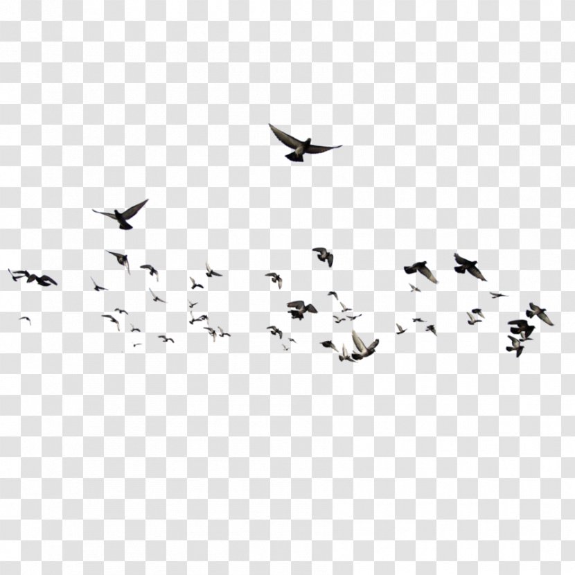 Bird Flock Photography - Monochrome - Flying Transparent PNG