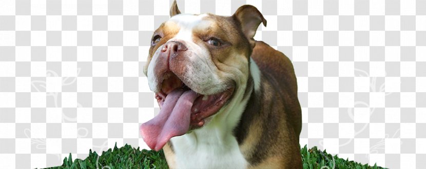 Boston Terrier Olde English Bulldogge Dorset Tyme Dog Breed - American Kennel Club - Bulldog Transparent PNG