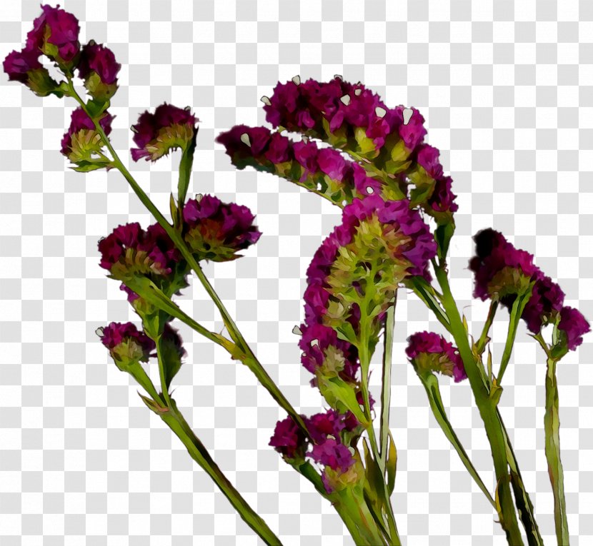 Vervain Annual Plant Herbaceous Amaranth Stem Transparent PNG