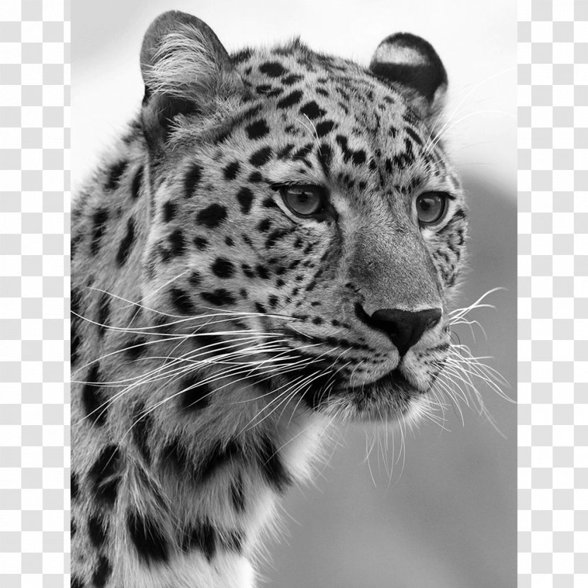 Felidae Jaguar Wildcat Tiger Transparent PNG