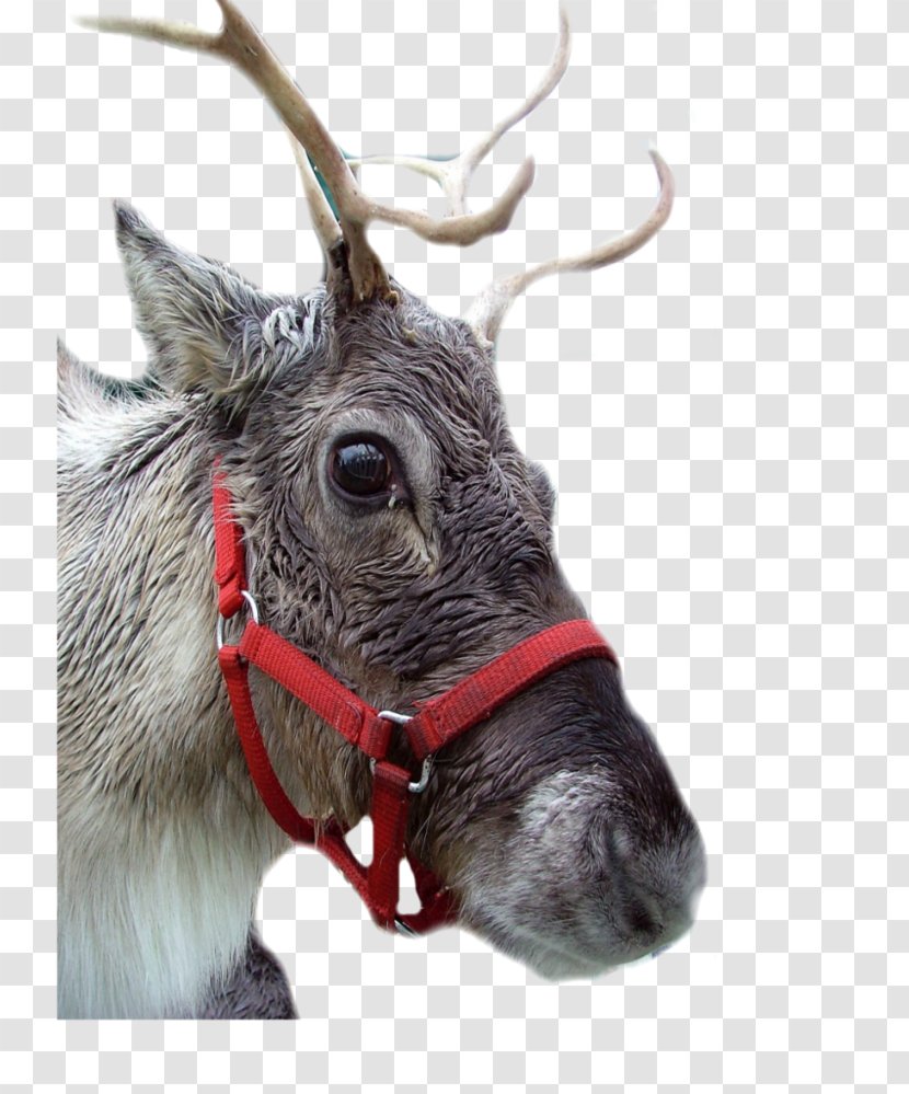 Reindeer Antler Snout Male Greeting & Note Cards - Elk Transparent PNG