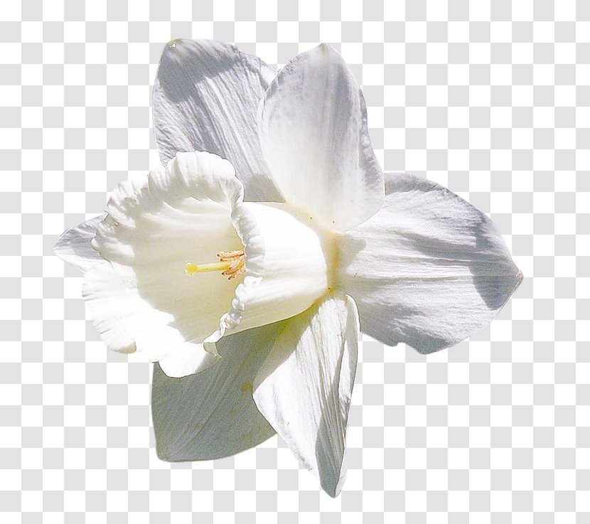 Amaryllis Jersey Lily Moth Orchids Belladonna - Flowering Plant - Cheong Choon Ng Transparent PNG