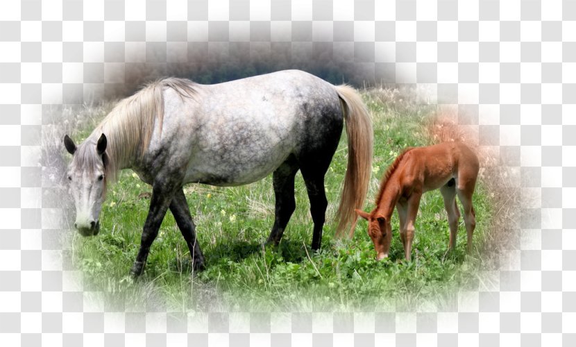 Mare Foal Stallion Mustang Pony - Livestock Transparent PNG