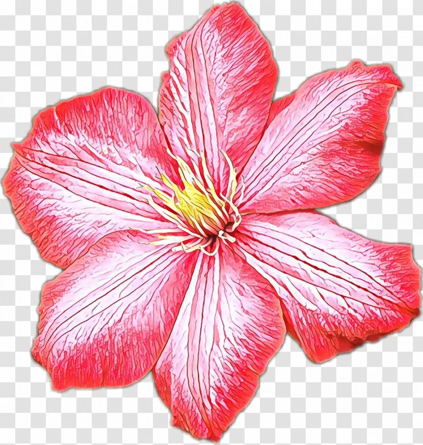 Petal Flower Pink Plant Hawaiian Hibiscus - Herbaceous Clematis Transparent PNG