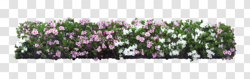 Shrub Flower Plant Tree - White Garden Transparent PNG