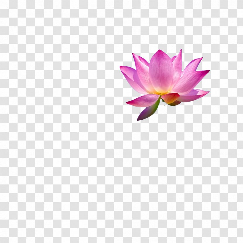 Thai Massage Pink Nelumbo Nucifera - Spa - Bright Lotus Transparent PNG