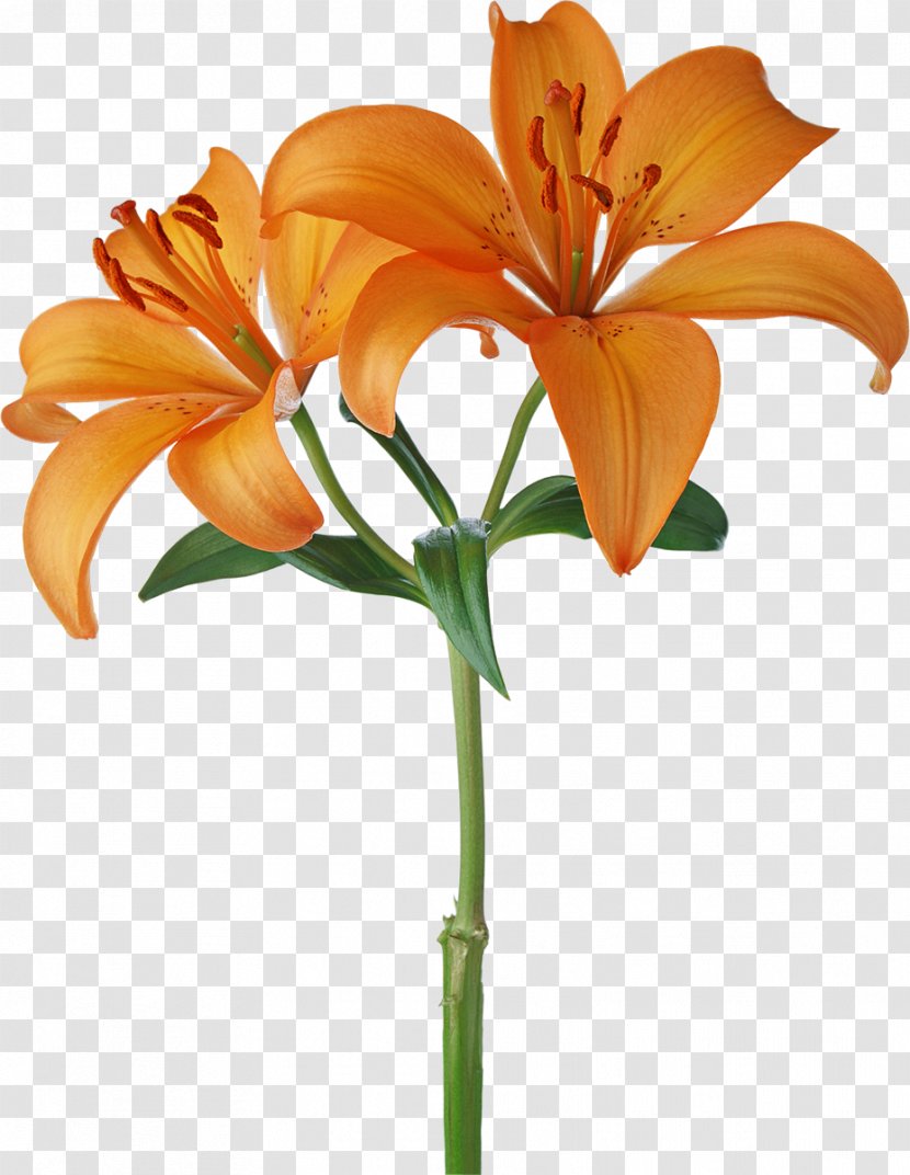 Orange S.A. Flower Stock Photography White - Cut Flowers - Lotus Transparent PNG