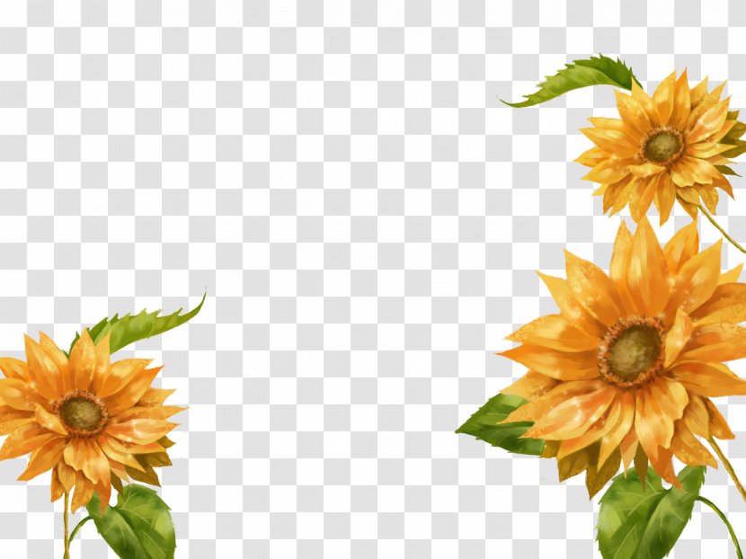 Common Sunflower Software - Flowering Plant - Hand-painted Transparent PNG