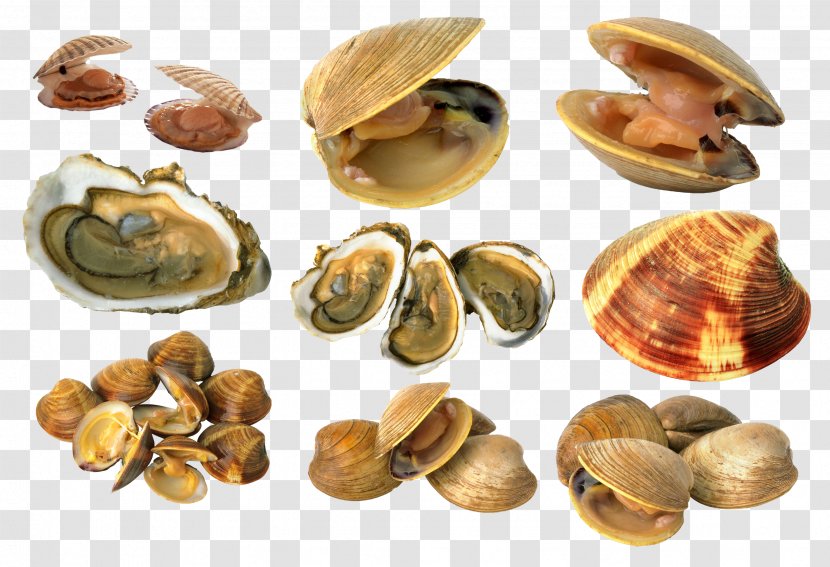 Cockle Mussel Clam Bivalvia - Oyster Transparent PNG