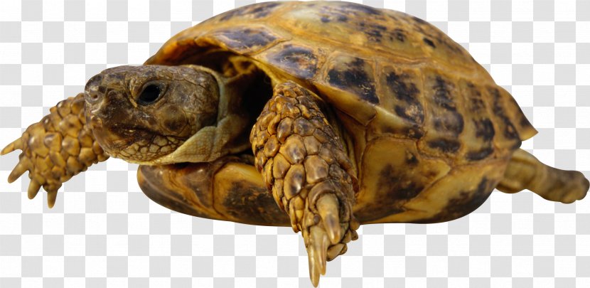 Turtle Chaco Tortoise - Terrestrial Animal Transparent PNG
