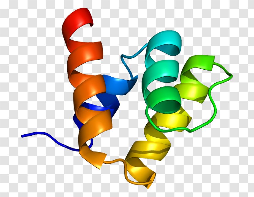 PIAS1 SUMO Protein STAT1 Ubiquitin Ligase - Small Ubiquitinrelated Modifier 1 - Organism Transparent PNG