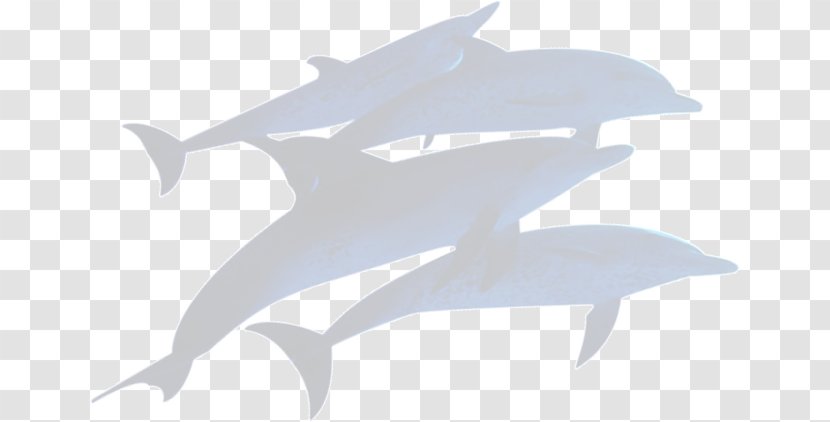 Dolphin - Whales Dolphins And Porpoises - Gray Whale Silhouettes Transparent PNG