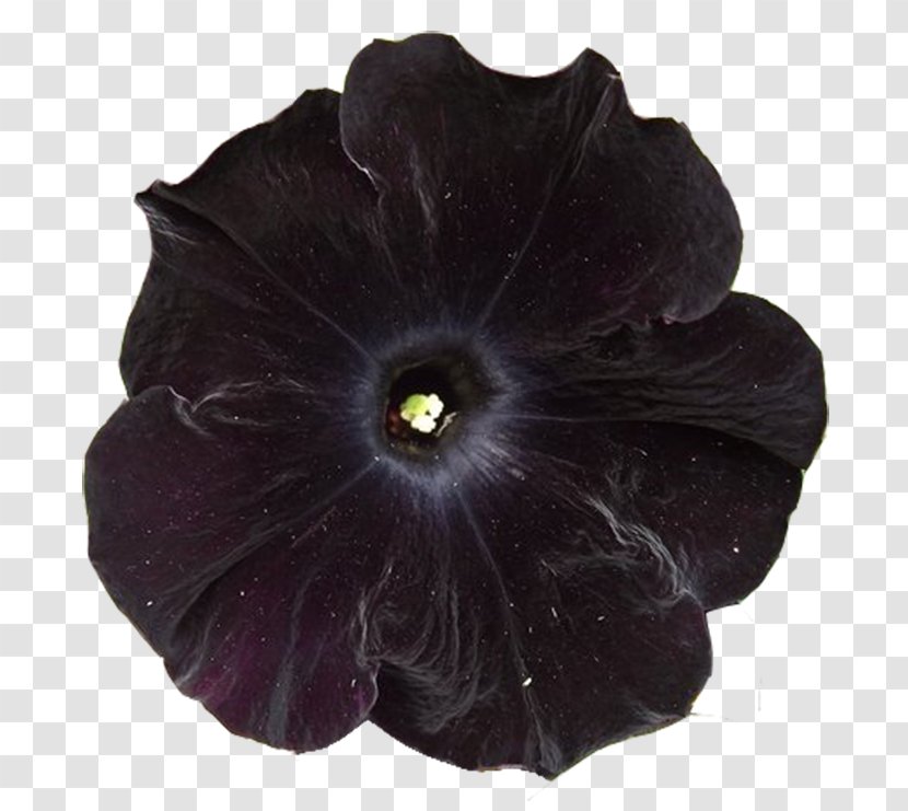 Flower Flora: Images Petal - Flora - Charcoal Transparent PNG