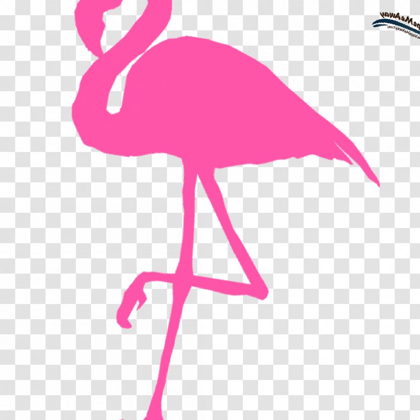 Water Bird Flamingo Vertebrate Pink - Magenta Transparent PNG