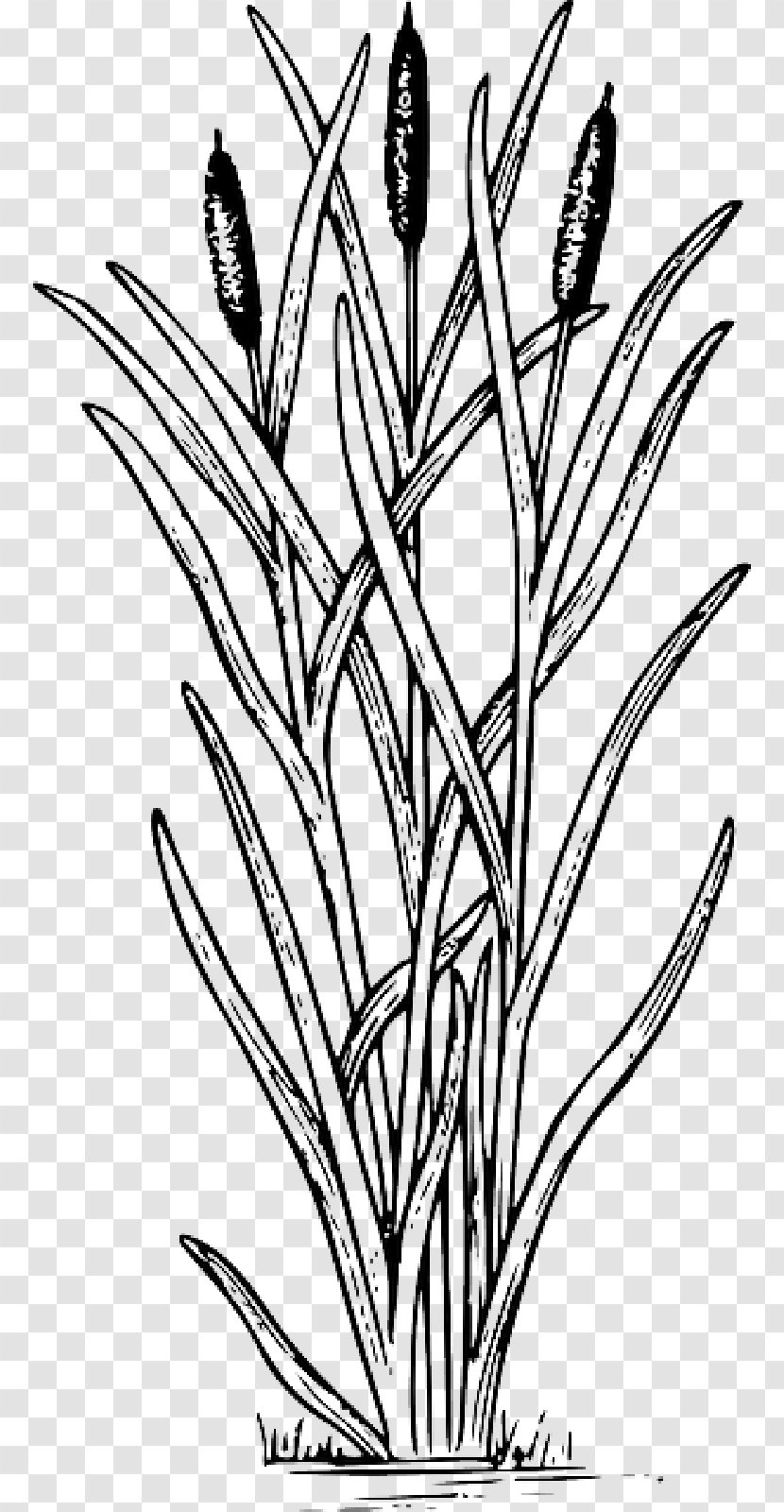 Drawing Cattail Clip Art Image - Biology Transparent PNG