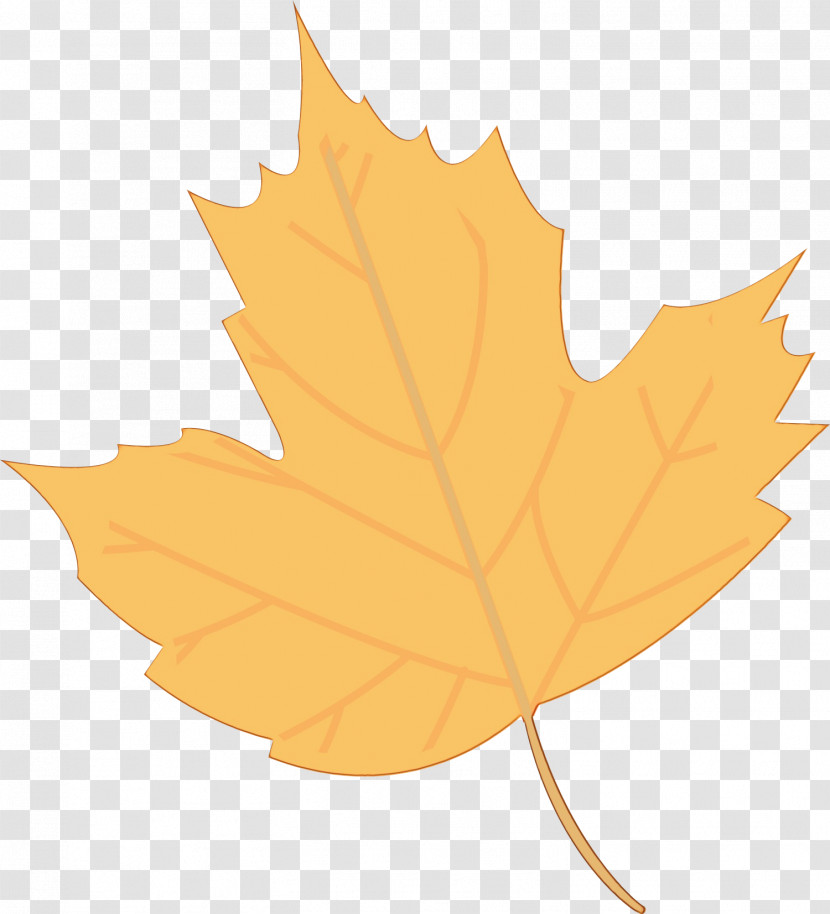 Leaf Maple Leaf / M Tree Plant Science Transparent PNG