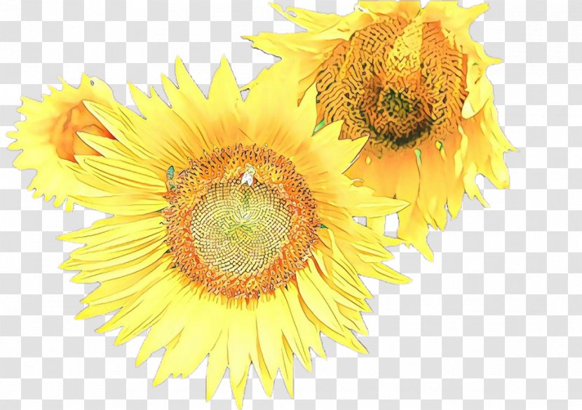 Sunflower - Wildflower Cut Flowers Transparent PNG