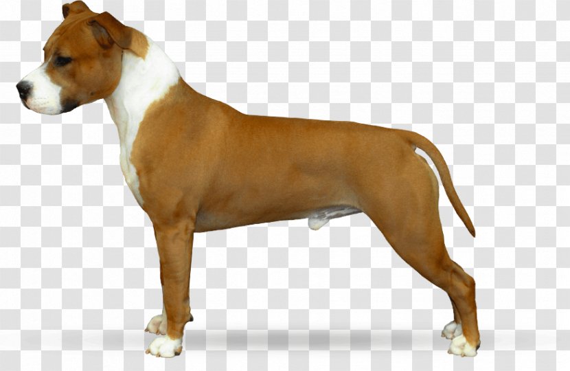Dog Breed American Staffordshire Terrier Pit Bull - Bob Stone Transparent PNG