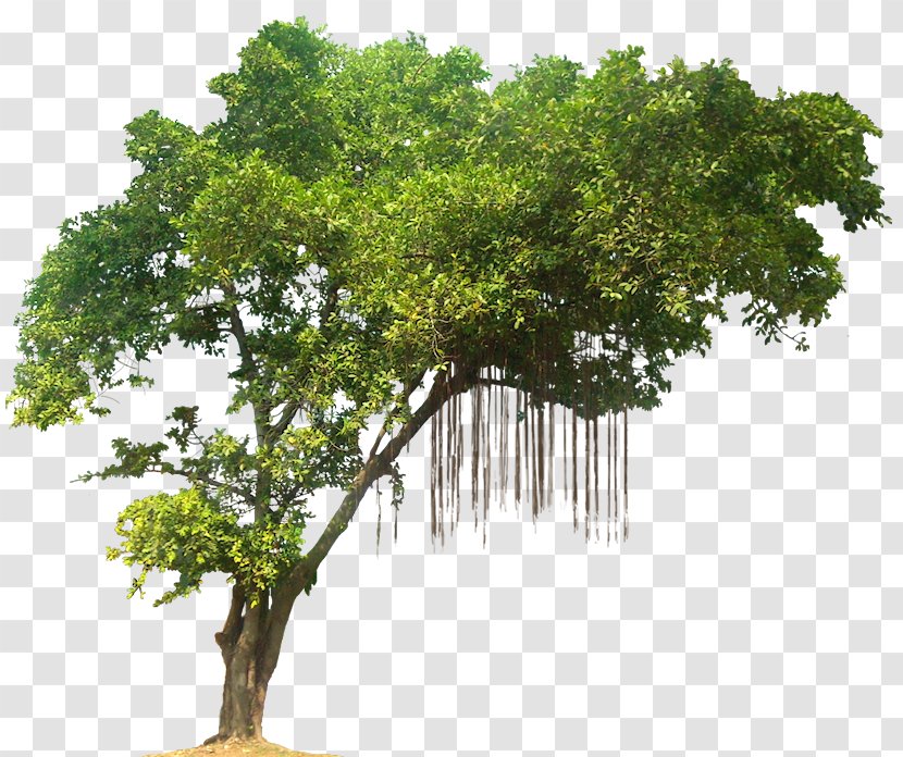 Tree Desktop Wallpaper Display Resolution - Plant - Trees Transparent PNG