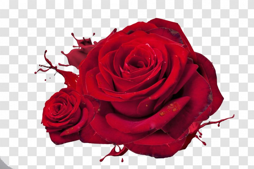 Rose Love Red High-definition Television Wallpaper - Ultrahighdefinition Transparent PNG