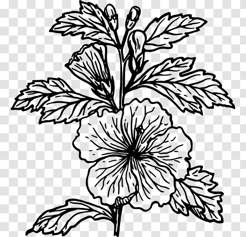 Hibiscus Drawing Flower Clip Art - Flowering Plant Transparent PNG