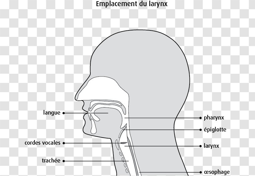 Thumb Cheek Mouth Jaw Finger - Tree - Larynx Transparent PNG