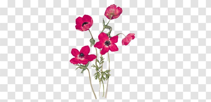 Anemone Coronaria Drawing Poppy Flower Gottorfer Codex - Pink Family Transparent PNG