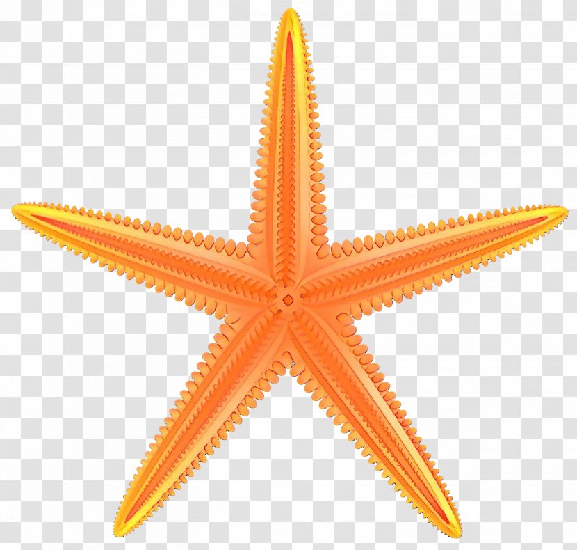 Birthday Party Background - Starfish - Orange Transparent PNG