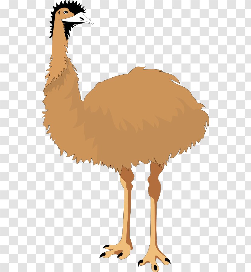 Common Ostrich Bird Emu Clip Art - Legs Cliparts Transparent PNG