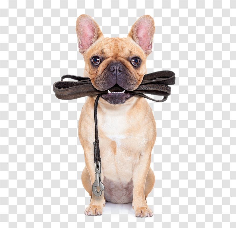 Puppy Pug Leash Dog Training Pet Sitting - Stock Photography Transparent PNG