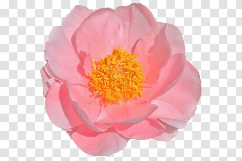 Peony Cut Flowers Chiffon Impressively Pink Transparent PNG