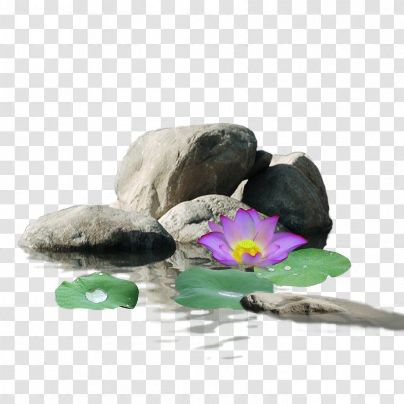 Download Google Images Nelumbo Nucifera - Petal - Stone Lotus Transparent PNG