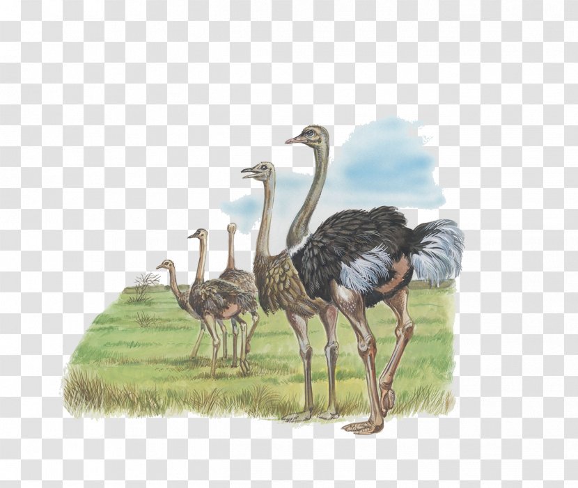 Common Ostrich Liaojia Falconiformes Emu - Meat - A Group Of Transparent PNG