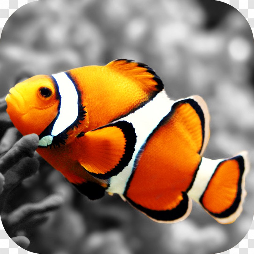 Clownfish Nemo Desktop Wallpaper - Organism - Fish Transparent PNG