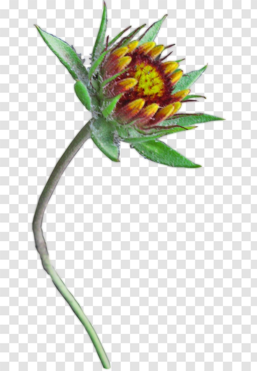Plant Stem Herbaceous Flowering - Flower Transparent PNG