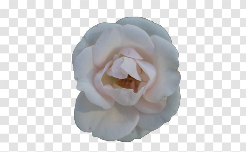 Centifolia Roses Flower Garden White - Flowering Plant Transparent PNG